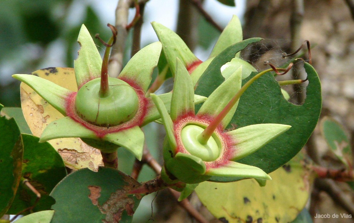 Sonneratia caseolaris (L.) Engl.